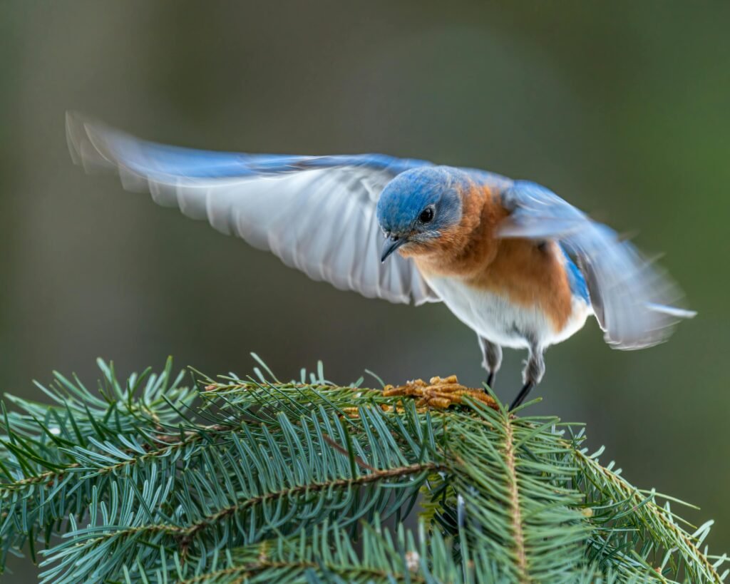 Vogel met vrijheid